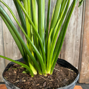 6" Philodendron Selloum