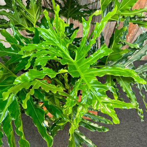 10" Philodendron Selloum Mun