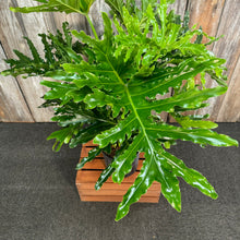 Load image into Gallery viewer, 10&quot; Philodendron Selloum Mun