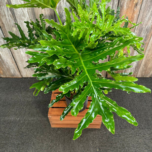 6" Philodendron Selloum