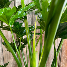Load image into Gallery viewer, 6&quot; Philodendron Selloum