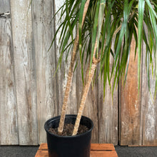 Load image into Gallery viewer, 10&quot; Dracaena