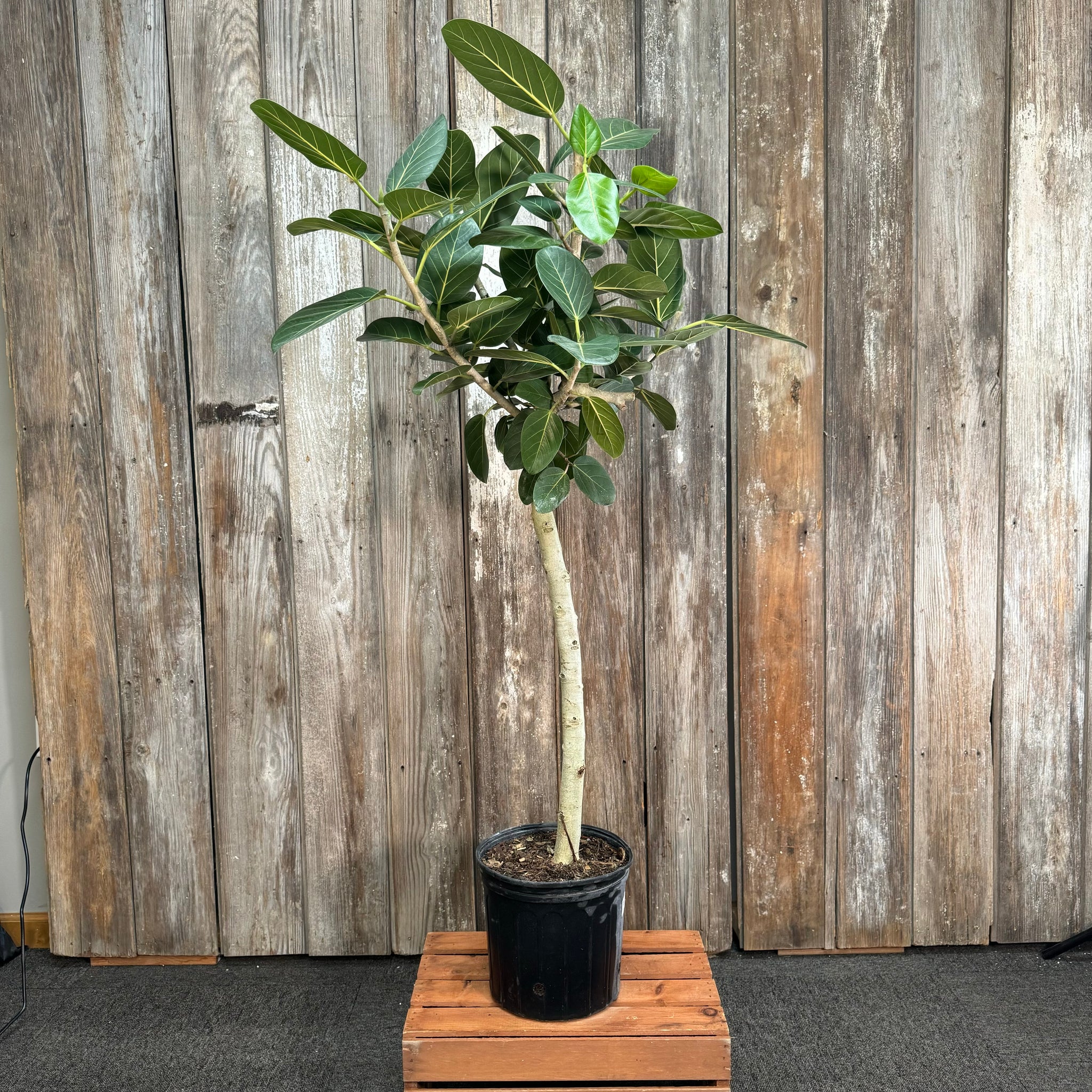 banyan tree ficus audrey Ficus 'Audrey' – Wasson Nursery
