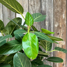 Load image into Gallery viewer, 10&quot; Ficus Audrey Tree