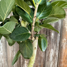 Load image into Gallery viewer, 10&quot; Ficus Audrey Tree