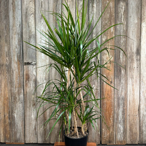 Dracaena Assorted