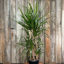 Load image into Gallery viewer, Dracaena Assorted