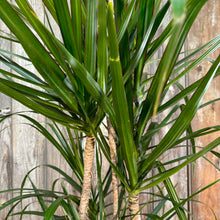 Load image into Gallery viewer, Dracaena Assorted