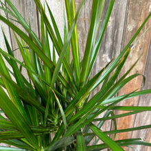 Load image into Gallery viewer, Dracaena Assorted