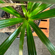 Load image into Gallery viewer, Dracaena Assorted