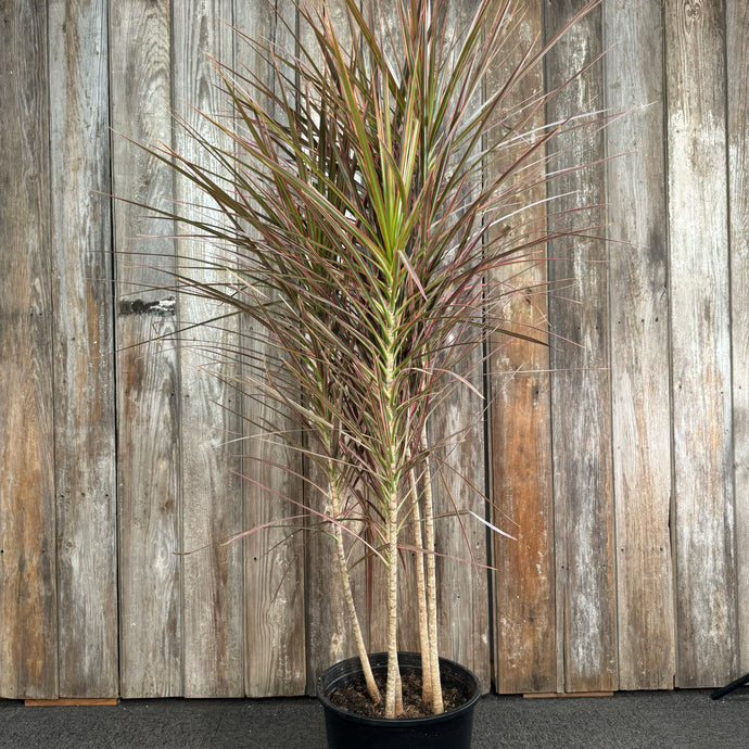 Dracaena 'Colorama'