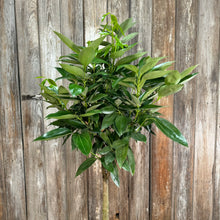 Load image into Gallery viewer, 14&quot; Cinnamon Tree Canela
