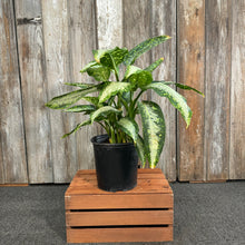 Load image into Gallery viewer, 10&quot; Dieffenbachia Panther