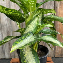Load image into Gallery viewer, 10&quot; Dieffenbachia Panther