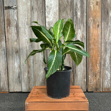 Load image into Gallery viewer, 10&quot; Dieffenbachia Sterling