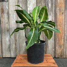 Load image into Gallery viewer, 10&quot; Dieffenbachia Sterling
