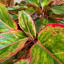 Load image into Gallery viewer, 10&quot; Aglaonema Siam