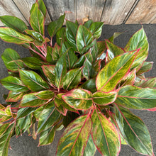 Load image into Gallery viewer, 10&quot; Aglaonema Siam