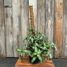 Load image into Gallery viewer, 8&quot; Tradescantia spathacea Silver Moss Pole