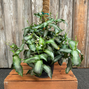 8" Tradescantia spathacea Silver Moss Pole