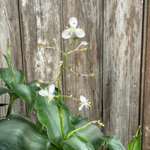 8" Tradescantia spathacea Silver Moss Pole