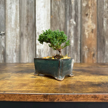 Load image into Gallery viewer, 4&quot; Bonsai Juniper