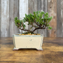Load image into Gallery viewer, 4&quot; Bonsai Juniper