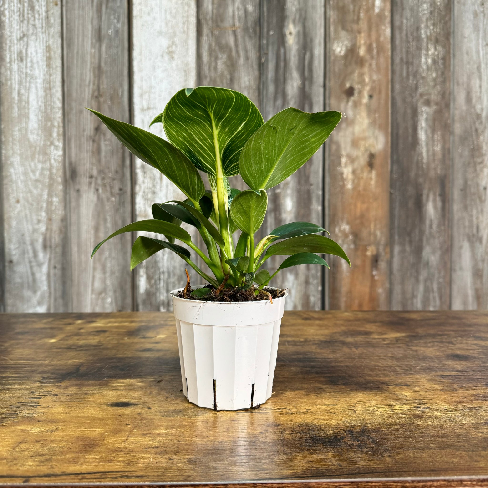 philodendron birkin variegated Philodendron 'Birkin'