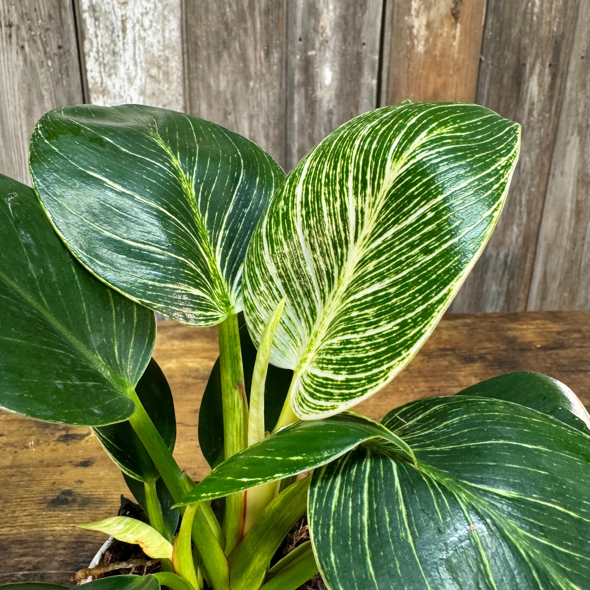 spots on philodendron birkin Philodendron 'Birkin'