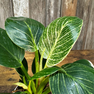 pothos birkin Philodendron 'Birkin'