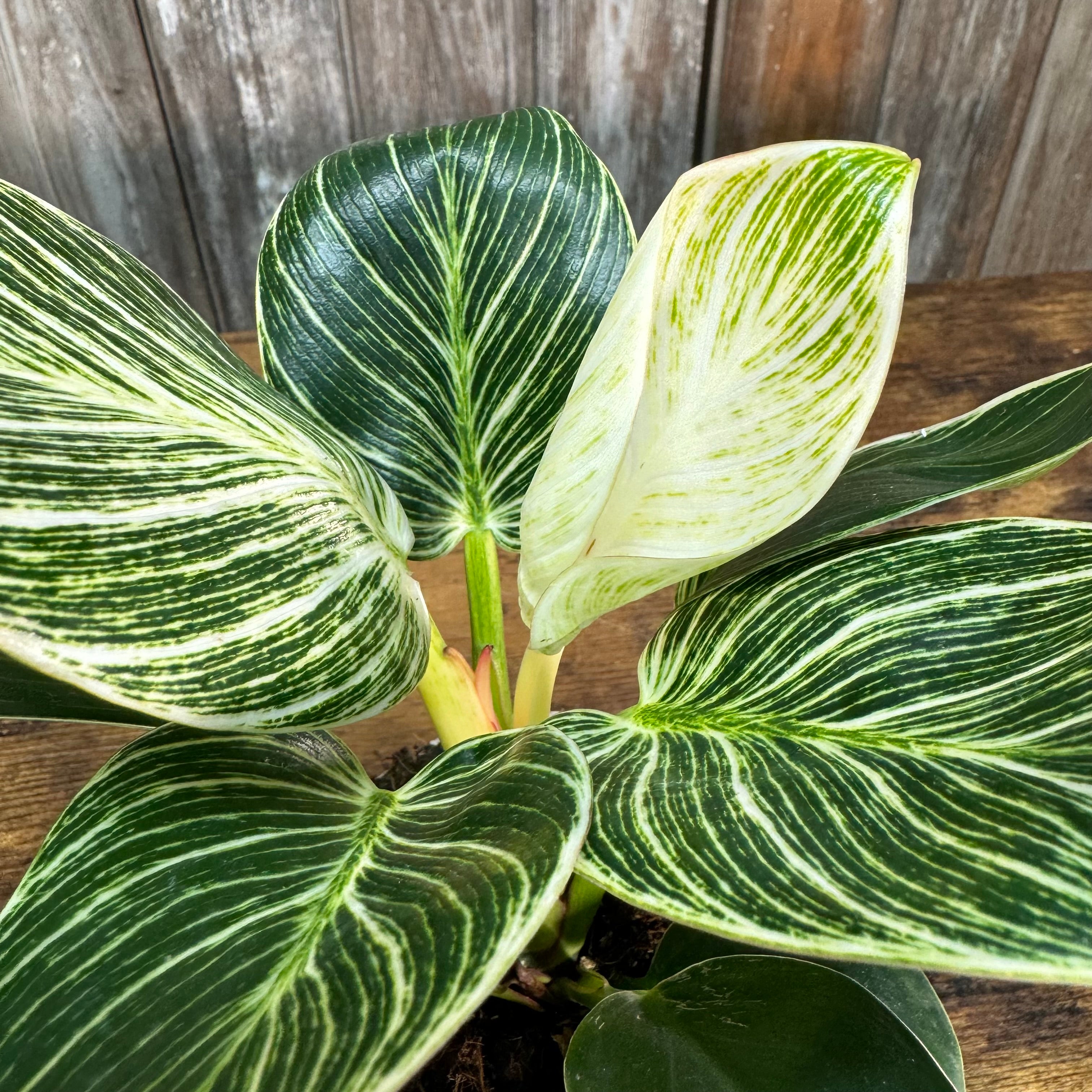 Philodendron 'Birkin'