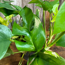 Load image into Gallery viewer, 6&quot; Monstera Ginny