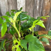 Load image into Gallery viewer, 6&quot; Monstera Ginny