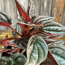 Load image into Gallery viewer, 4” Peperomia Mendoza
