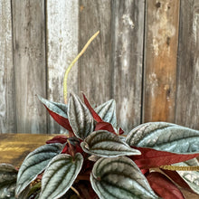 Load image into Gallery viewer, 4” Peperomia Mendoza