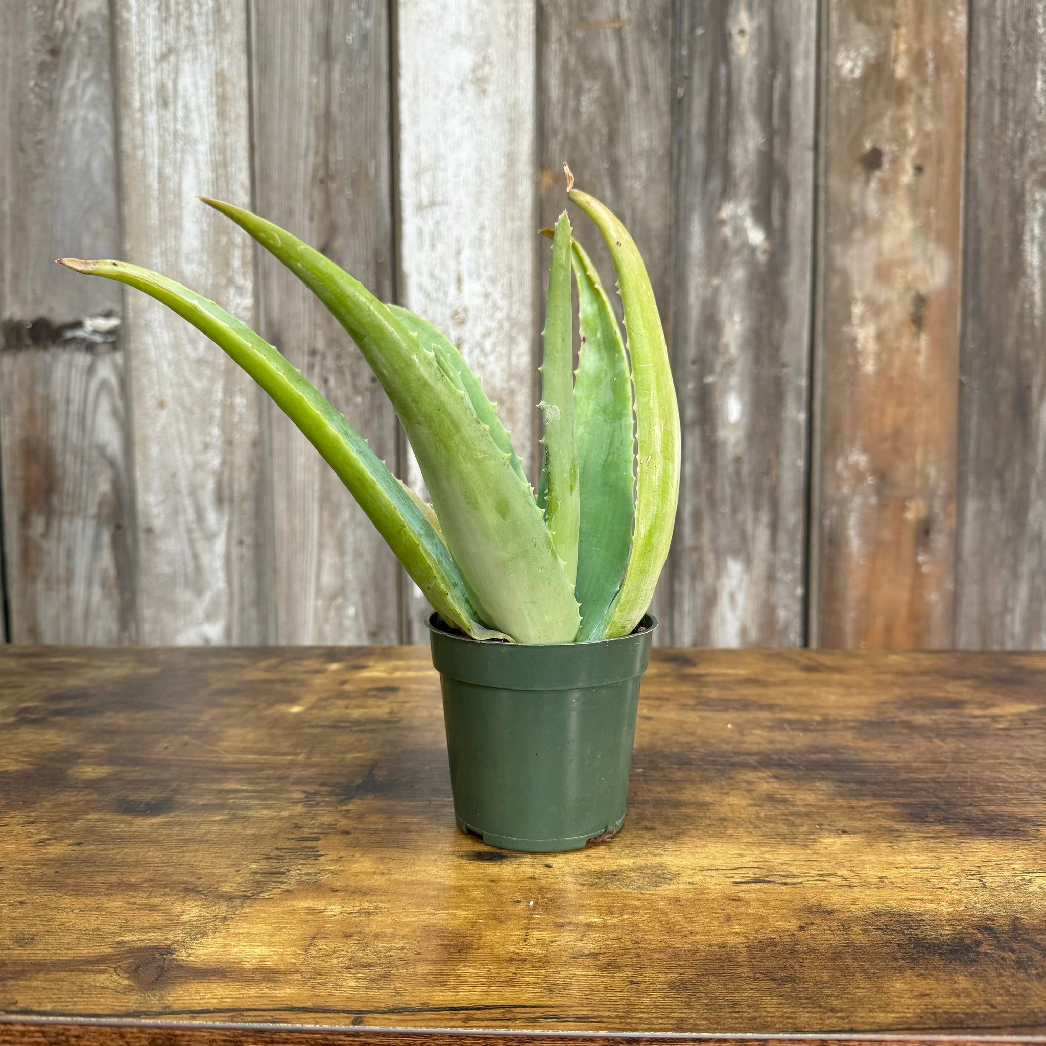 thick aloe vera plant Aloe Vera