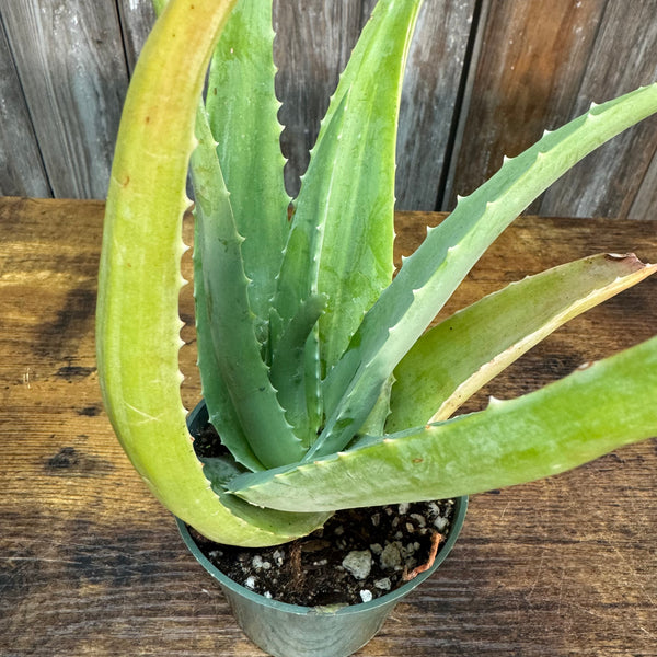 aloe vera grande Aloe Vera