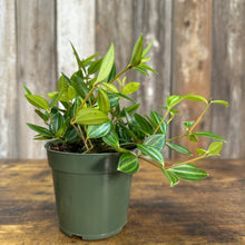 Load image into Gallery viewer, 4&quot; Peperomia Funky Frog