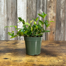 Load image into Gallery viewer, 4&quot; Peperomia Funky Frog