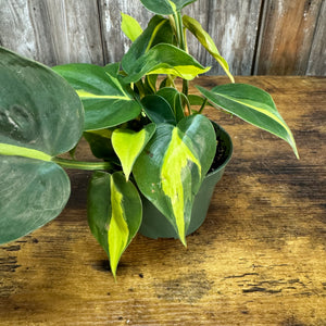 4” Philodendron Brasil