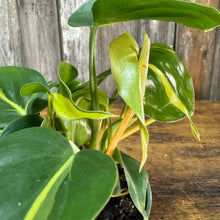 Load image into Gallery viewer, 4” Philodendron Brasil