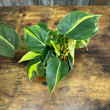 Load image into Gallery viewer, 4” Philodendron Brasil