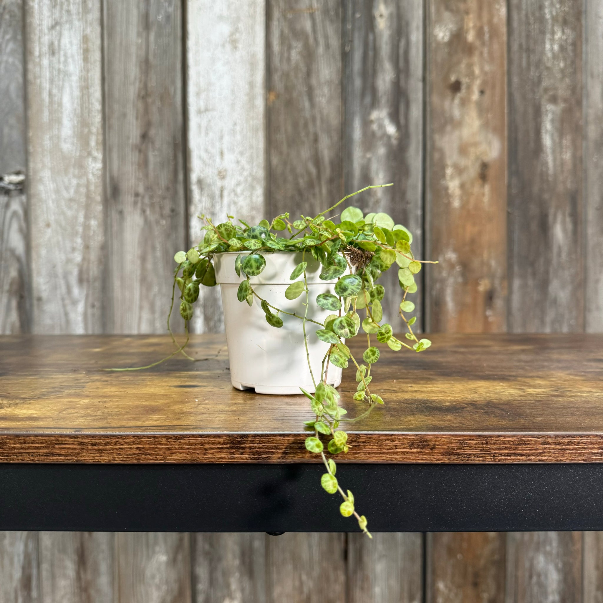 small leaves trailing house plants Peperomia String Of Turtles