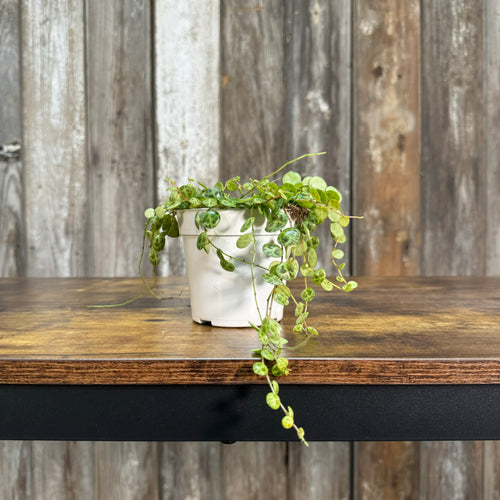 Peperomia String Of Turtles