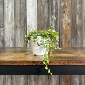 tiny leaves hanging plant Peperomia String Of Turtles