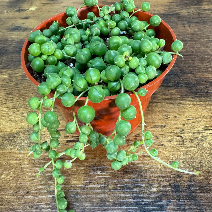 Senecio 'String of Pearls'