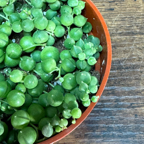 Senecio 'String of Pearls'