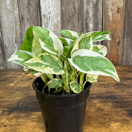 Epipremnum 'N’Joy' Pothos