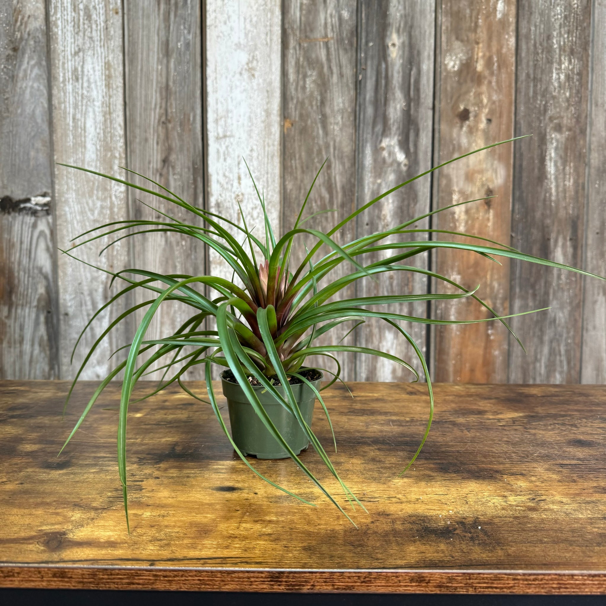air plant long Tillandsia 'Purple Quill'