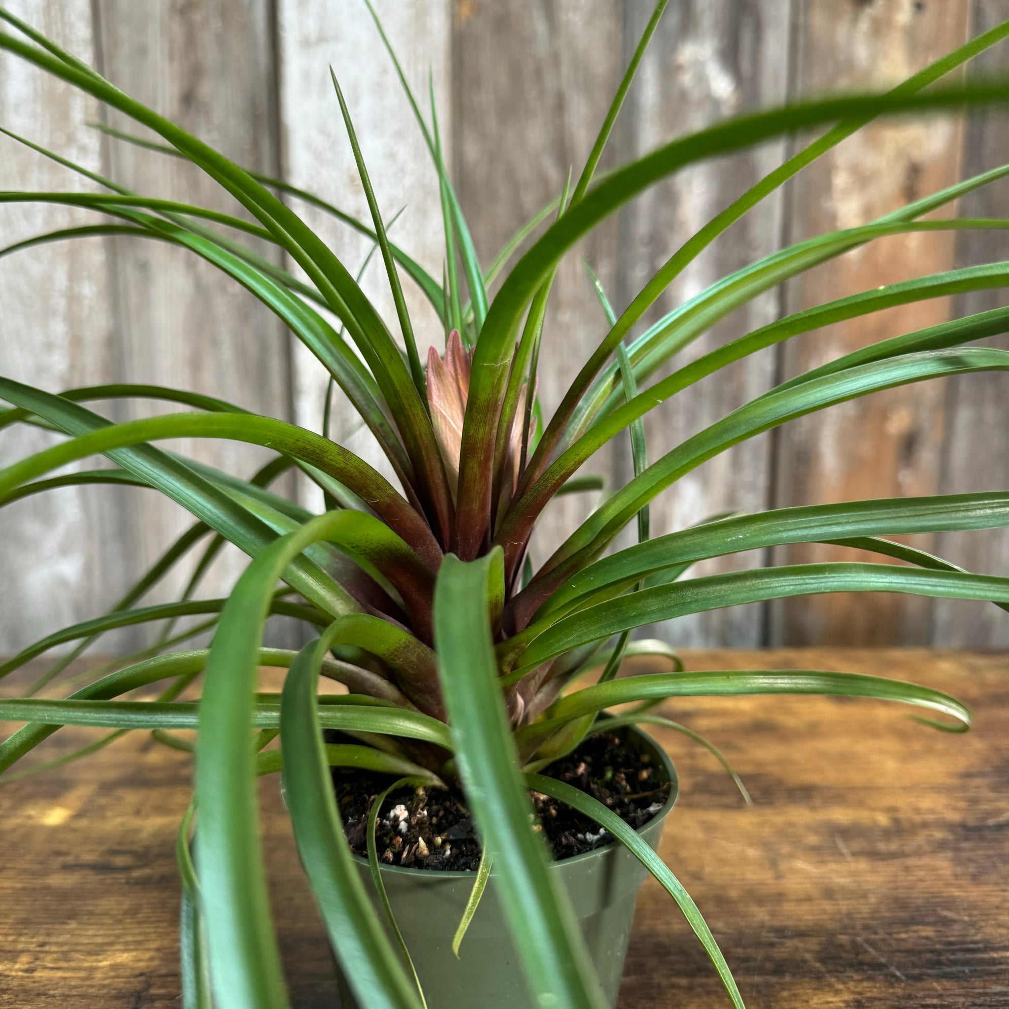 tillandsia cyanea air plant Tillandsia 'Purple Quill'